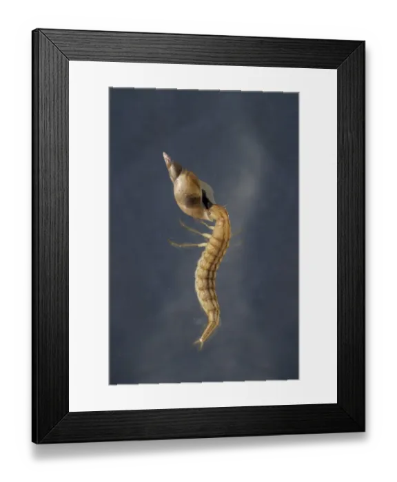 Framed Print : Great Diving Beetle (Dytiscus marginalis) larva, feeding on water snail prey, swimming underwater in garden pond, Bentley, Suffolk, England, june Framed Print : Great Diving Beetle (Dytiscus marginalis) larva, feeding on water snail prey, swimming underwater in garden pond, Bentley, Suffolk, England, june