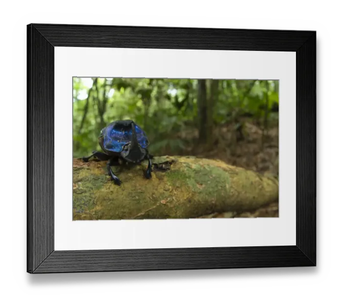Framed Print : Dung Beetle (Scarabaeidae sp. ) adult, on branch in tropical forest habitat, Los Amigos Biological Station, Madre de Dios, Amazonia, Peru