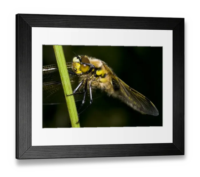 Framed Print : Four-spotted Chaser (Libellula quadrimaculata) adult, cleaning eye with front leg, resting on stem, Priory Water Nature Reserve, Leicestershire, England, june Framed Print : Four-spotted Chaser (Libellula quadrimaculata) adult, cleaning eye with front leg, resting on stem, Priory Water Nature Reserve, Leicestershire, England, june