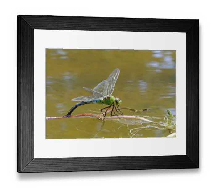Framed Print : Emperor Dragonfly (Anax imperator) adult female, laying eggs in vegetation at water surface, Oxfordshire, England, august Framed Print : Emperor Dragonfly (Anax imperator) adult female, laying eggs in vegetation at water surface, Oxfordshire, England, august