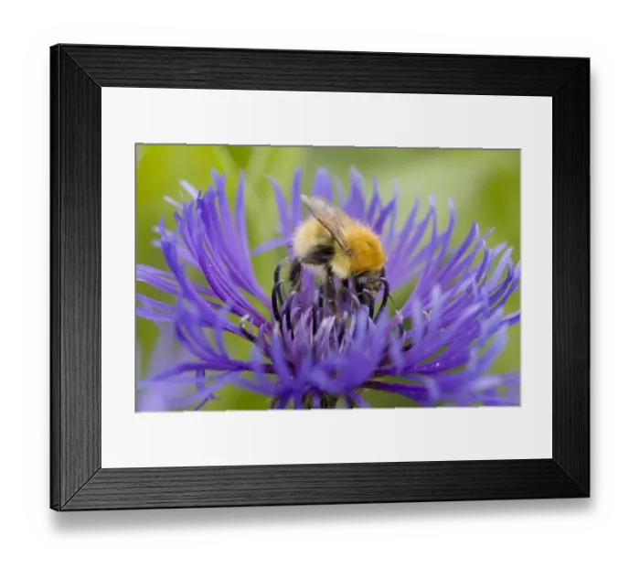 Framed Print : Moss Carder Bee (Bombus muscorum) Shetland Bumblebee, adult, feeding on flower, Mainland, Orkney, Scotland, june Framed Print : Moss Carder Bee (Bombus muscorum) Shetland Bumblebee, adult, feeding on flower, Mainland, Orkney, Scotland, june