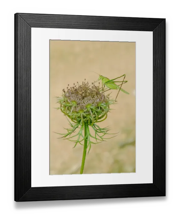 Framed Print : Great Green Bush-cricket (Tettigonia viridissima) adult, resting on Wild Carrot (Daucus carota) flowerhead, Italy, july Framed Print : Great Green Bush-cricket (Tettigonia viridissima) adult, resting on Wild Carrot (Daucus carota) flowerhead, Italy, july