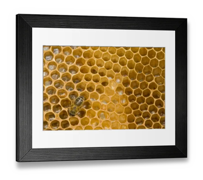 Framed Print : Western Honey Bee (Apis mellifera) female worker, on comb with honey inside hive, Norfolk, England, july Framed Print : Western Honey Bee (Apis mellifera) female worker, on comb with honey inside hive, Norfolk, England, july