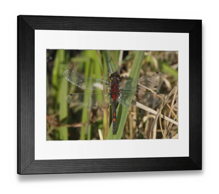 Framed Print : White-faced Darter (Leucorrhinia dubia) adult male, resting on leaf, Whixall Moss National Nature Reserve, Shropshire, England, june Framed Print : White-faced Darter (Leucorrhinia dubia) adult male, resting on leaf, Whixall Moss National Nature Reserve, Shropshire, England, june