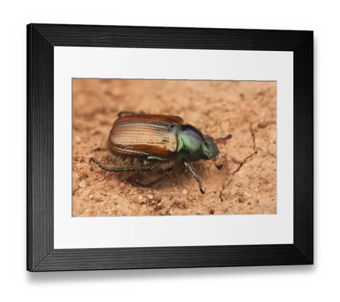 Framed Print : Garden Chafer (Phyllopertha horticola) adult, resting on soil, Warwickshire, England, may Framed Print : Garden Chafer (Phyllopertha horticola) adult, resting on soil, Warwickshire, England, may