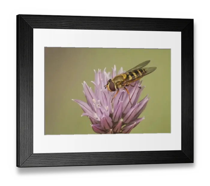 Framed Print : Common Banded Hoverfly (Syrphus ribesii) adult, resting on Chives (Allium schoenoprasum) flower, Leicestershire, England, april