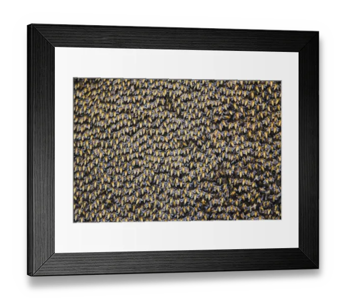 Framed Print : Asian Honey Bee (Apis cerana) swarm, Keoladeo Ghana N. P. (Bharatpur), Rajasthan, India Framed Print : Asian Honey Bee (Apis cerana) swarm, Keoladeo Ghana N. P. (Bharatpur), Rajasthan, India