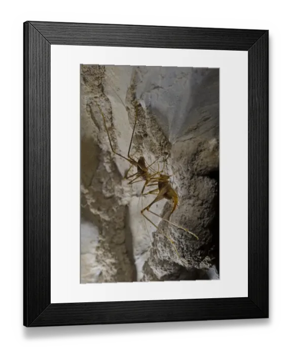 Framed Print : Cave Cricket (Dolichopoda ligustica) adult pair, on wall of cave, Italy, october Framed Print : Cave Cricket (Dolichopoda ligustica) adult pair, on wall of cave, Italy, october