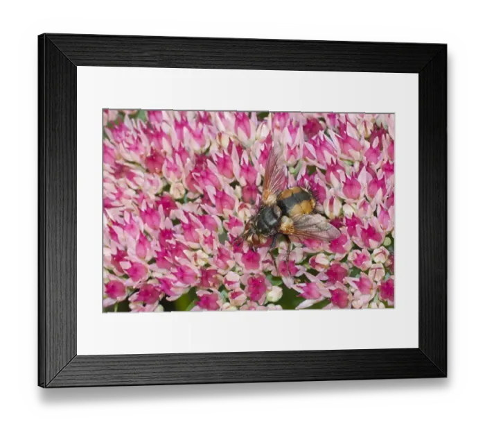 Framed Print : Tachinid Fly (Echinomyia fera) adult, feeding on pollen from Iceplant (Sedum sp. ) flowers in garden, Warwickshire, England, september Framed Print : Tachinid Fly (Echinomyia fera) adult, feeding on pollen from Iceplant (Sedum sp. ) flowers in garden, Warwickshire, England, september