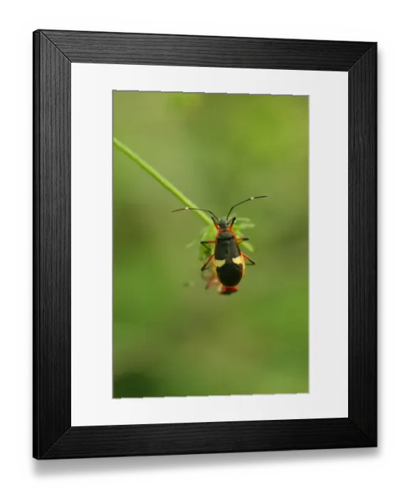 Framed Print : Cotton-stainer Bug (Dysdercus albofasciatus) adult pair, mating, Ribera Norte, Buenos Aires, Argentina, october Framed Print : Cotton-stainer Bug (Dysdercus albofasciatus) adult pair, mating, Ribera Norte, Buenos Aires, Argentina, october