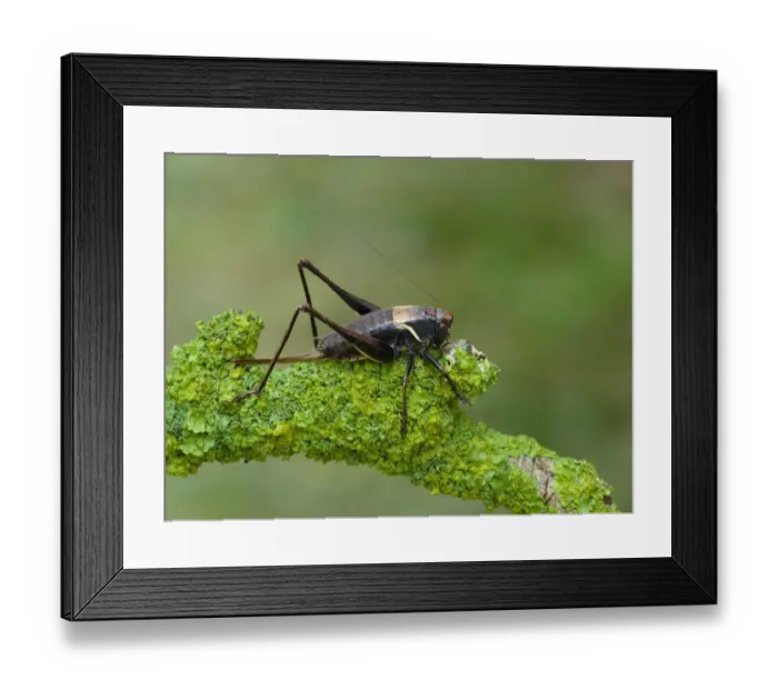 Framed Print : Alpine Dark Bush-cricket (Pholidoptera aptera) adult female, resting on lichen covered twig, Cannobina Valley, Piedmont, Northern Italy, july Framed Print : Alpine Dark Bush-cricket (Pholidoptera aptera) adult female, resting on lichen covered twig, Cannobina Valley, Piedmont, Northern Italy, july