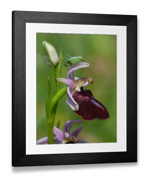 Framed Print : Speckled Bush-cricket (Leptophytes punctatissima) first instar young, resting on Horseshoe Orchid Framed Print : Speckled Bush-cricket (Leptophytes punctatissima) first instar young, resting on Horseshoe Orchid
