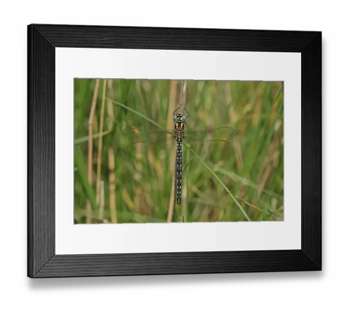 Framed Print : Hairy Dragonfly (Brachytron pratense) adult male, resting on stem, Tulcea, Danube Delta, Dobrogea, Romania, may Framed Print : Hairy Dragonfly (Brachytron pratense) adult male, resting on stem, Tulcea, Danube Delta, Dobrogea, Romania, may