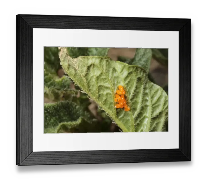 Framed Print : Colorado Potato Beetle (Leptinotarsa decemlineata) introduced pest species, eggs, on potato leaf, Pyrenees, Ariege, France, may
