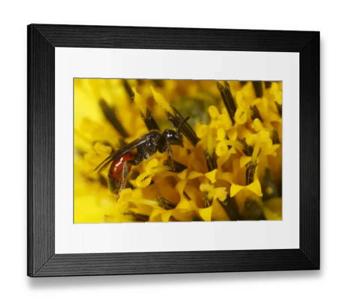 Framed Print : Cuckoo Bee (Sphecodes geoffrellus) adult female, feeding on Sunflower (Helianthus sp. ) flower in garden, Powys, Wales, august Framed Print : Cuckoo Bee (Sphecodes geoffrellus) adult female, feeding on Sunflower (Helianthus sp. ) flower in garden, Powys, Wales, august