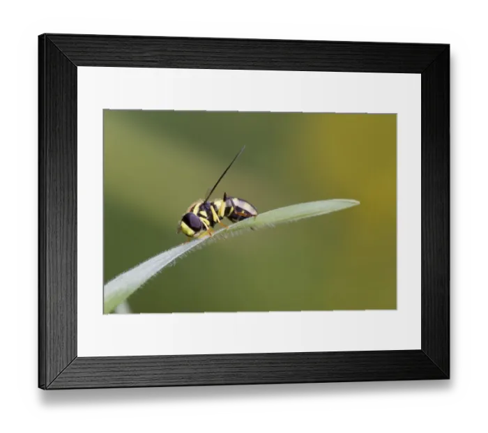 Framed Print : Hoverfly (Xanthogramma pedissequum) adult, resting on grass, Hampshire, England, may Framed Print : Hoverfly (Xanthogramma pedissequum) adult, resting on grass, Hampshire, England, may