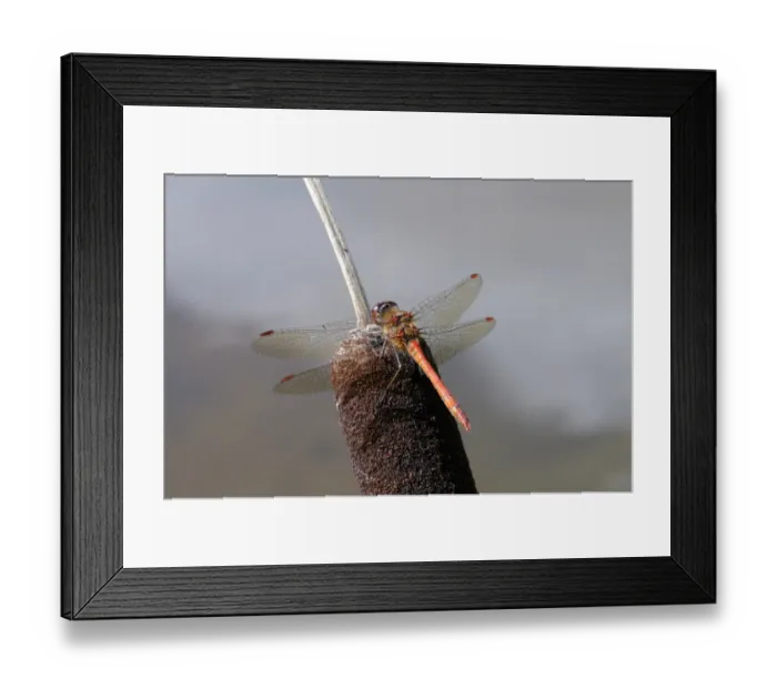 Framed Print : Common Darter Dragonfly (Sympetrum striolatum) adult male, resting on reedmace, Oxfordshire, England, september Framed Print : Common Darter Dragonfly (Sympetrum striolatum) adult male, resting on reedmace, Oxfordshire, England, september