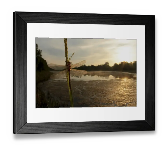 Framed Print : Brown Hawker Dragonfly (Aeshna grandis) adult, resting on stem in wetland habitat, Leicestershire, England, june Framed Print : Brown Hawker Dragonfly (Aeshna grandis) adult, resting on stem in wetland habitat, Leicestershire, England, june