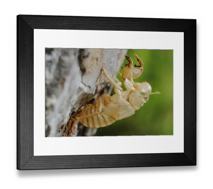 Framed Print : Cicada (Cicada orni) exuvium, empty nymphal skin, Italy, july Framed Print : Cicada (Cicada orni) exuvium, empty nymphal skin, Italy, july
