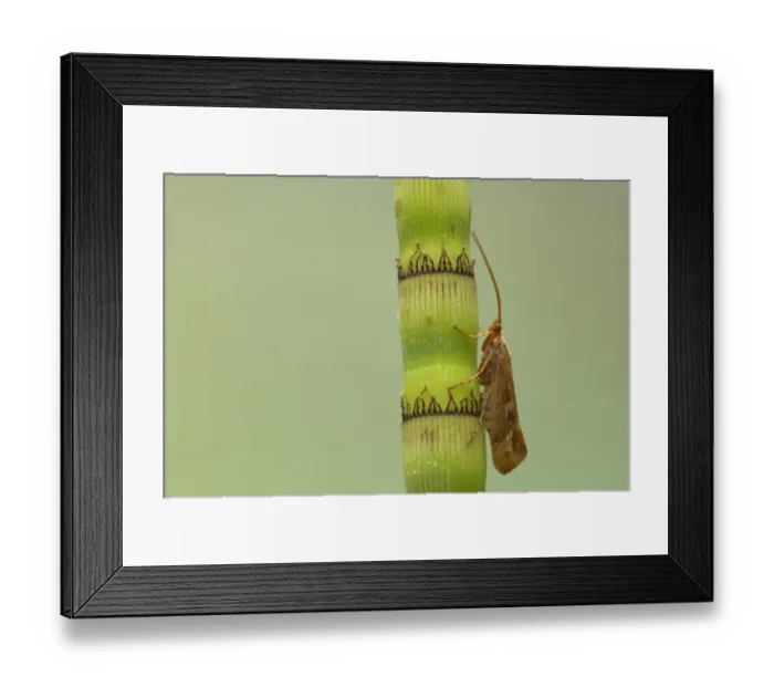 Framed Print : Caddisfly (Trichoptera sp. ) adult, resting on horsetail stem, Essex, England Framed Print : Caddisfly (Trichoptera sp. ) adult, resting on horsetail stem, Essex, England