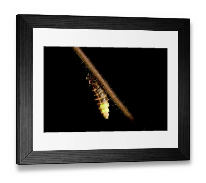 Framed Print : Common Glow-worm (Lampyris noctiluca) adult female, glowing, displaying bioluminescence at night, England, july Framed Print : Common Glow-worm (Lampyris noctiluca) adult female, glowing, displaying bioluminescence at night, England, july