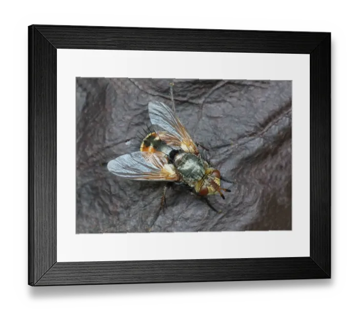 Framed Print : Tachinid Fly (Tachina fera) adult, resting on decaying vegetation, Cannobina Valley, Piedmont, Northern Italy, july