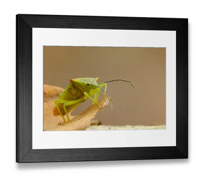 Framed Print : Hawthorn Shieldbug (Acanthosoma haemorrhoidale) adult, resting on fallen leaf, Bostall Woods, Royal Borough of Greenwich, Inner London, England, october Framed Print : Hawthorn Shieldbug (Acanthosoma haemorrhoidale) adult, resting on fallen leaf, Bostall Woods, Royal Borough of Greenwich, Inner London, England, october