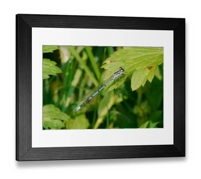 Framed Print : Variable Damselfly (Coenagrion pulchellum) adult male, resting on leaf, West Sussex, England, april Framed Print : Variable Damselfly (Coenagrion pulchellum) adult male, resting on leaf, West Sussex, England, april