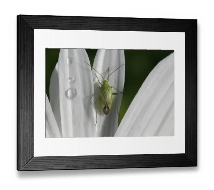 Framed Print : Common Green Capsid Bug (Lygocoris pabulinus) adult, resting on marguerite petal with raindrops after rain in garden, England, june Framed Print : Common Green Capsid Bug (Lygocoris pabulinus) adult, resting on marguerite petal with raindrops after rain in garden, England, june