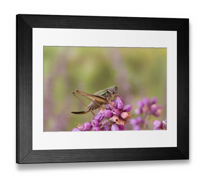 Framed Print : Bog Bush-cricket (Metrioptera brachyptera) adult female, resting on flowering heather, England Framed Print : Bog Bush-cricket (Metrioptera brachyptera) adult female, resting on flowering heather, England