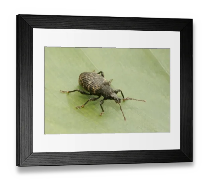 Framed Print : Black Vine Weevil (Otiorhynchus sulcatus) adult, standing on leaf, Essex, England Framed Print : Black Vine Weevil (Otiorhynchus sulcatus) adult, standing on leaf, Essex, England