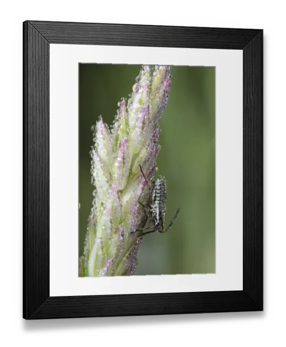 Framed Print : Mirid Bug (Miridae sp. ) nymph, covered in dew on grass flowerhead, Powys, Wales, june
