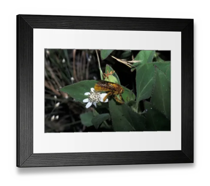 Framed Print : Bee - Galapagos Carpenter (Xylocopa darwini) Male Framed Print : Bee - Galapagos Carpenter (Xylocopa darwini) Male