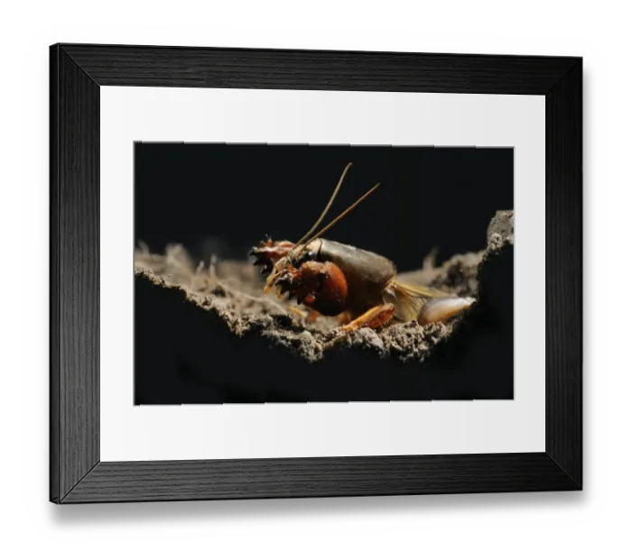 Framed Print : European Mole Cricket (Gryllotalpa gryllotalpa) adult, emerging from burrow at night, Italy, may Framed Print : European Mole Cricket (Gryllotalpa gryllotalpa) adult, emerging from burrow at night, Italy, may