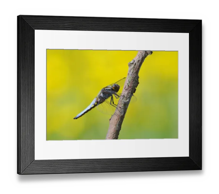Framed Print : Broad-bodied Chaser (Libellula depressa) adult male, resting on twig, Oxfordshire, England Framed Print : Broad-bodied Chaser (Libellula depressa) adult male, resting on twig, Oxfordshire, England