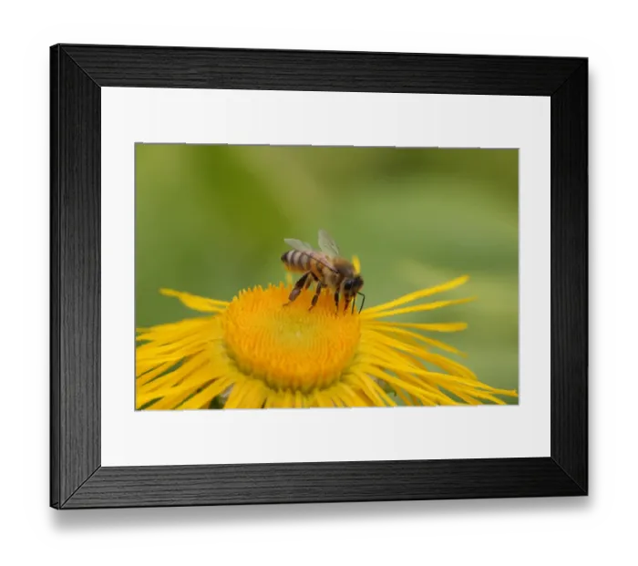 Framed Print : Western Honey Bee (Apis mellifera) adult, feeding, collecting pollen from Elecampane (Inula helenium) flower in garden, England, july Framed Print : Western Honey Bee (Apis mellifera) adult, feeding, collecting pollen from Elecampane (Inula helenium) flower in garden, England, july