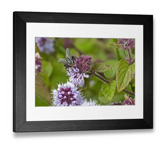 Framed Print : Flesh Fly (Sarcophaga carnaria) adult, feeding on Mint (Mentha sp. ) flowers, Warwickshire, England, august Framed Print : Flesh Fly (Sarcophaga carnaria) adult, feeding on Mint (Mentha sp. ) flowers, Warwickshire, England, august