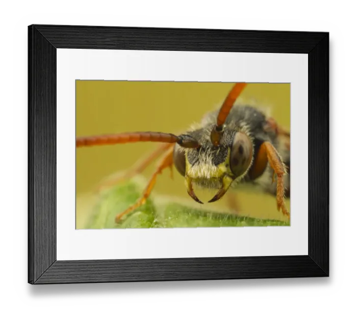 Framed Print : Nomad Bee (Nomada sp. ) adult, close-up of head, Leicestershire, England, may Framed Print : Nomad Bee (Nomada sp. ) adult, close-up of head, Leicestershire, England, may