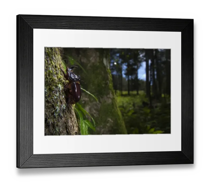 Framed Print : European Rhinoceros Beetle (Oryctes nasicornis) adult, clinging to tree trunk in woodland habitat, Porto Vecchio, Corsica, France, june Framed Print : European Rhinoceros Beetle (Oryctes nasicornis) adult, clinging to tree trunk in woodland habitat, Porto Vecchio, Corsica, France, june