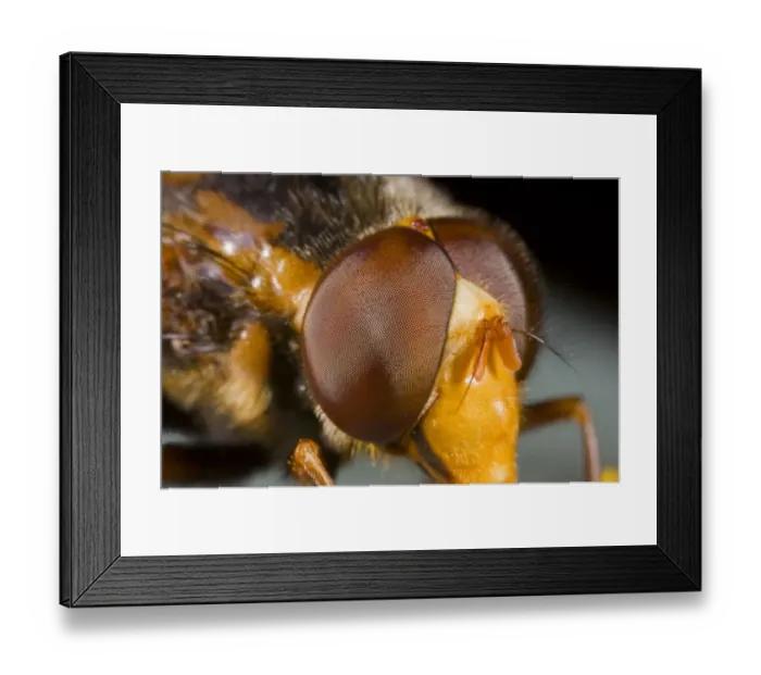 Framed Print : Lesser Hornet Hoverfly (Volucella inanis) adult, close-up of eyes, Norfolk, England, august Framed Print : Lesser Hornet Hoverfly (Volucella inanis) adult, close-up of eyes, Norfolk, England, august