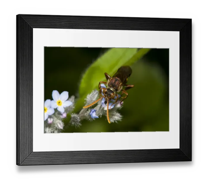 Framed Print : Nomad Bee (Nomada sp. ) adult, feeding on Forget-me-not (Myosotis sp. ) flower, Cliffe Pools RSPB Reserve, Kent, England, may Framed Print : Nomad Bee (Nomada sp. ) adult, feeding on Forget-me-not (Myosotis sp. ) flower, Cliffe Pools RSPB Reserve, Kent, England, may