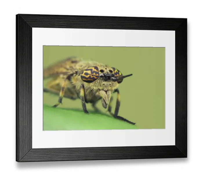 Framed Print : Cleg Fly (Haematopota pluvialis) adult, close-up of head, Leicestershire, England, july Framed Print : Cleg Fly (Haematopota pluvialis) adult, close-up of head, Leicestershire, England, july