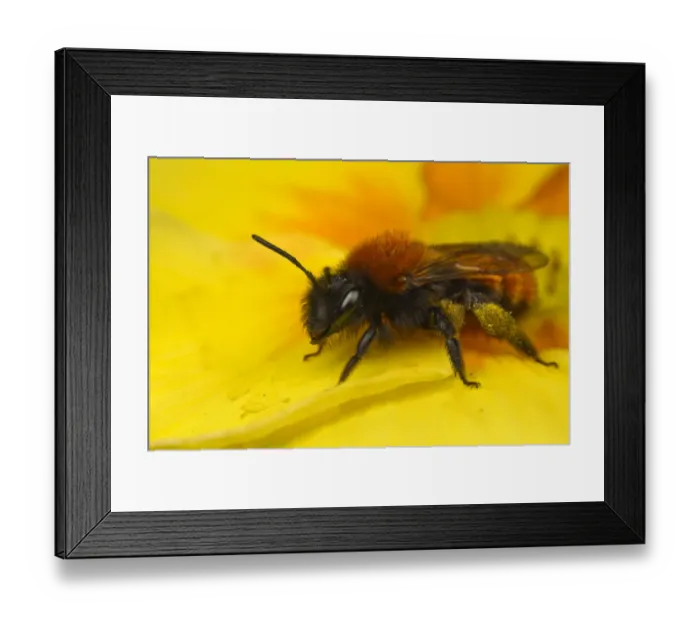 Framed Print : Tawny Mining Bee (Andrena fulva) adult female, resting on flower, Leicestershire, England, march Framed Print : Tawny Mining Bee (Andrena fulva) adult female, resting on flower, Leicestershire, England, march