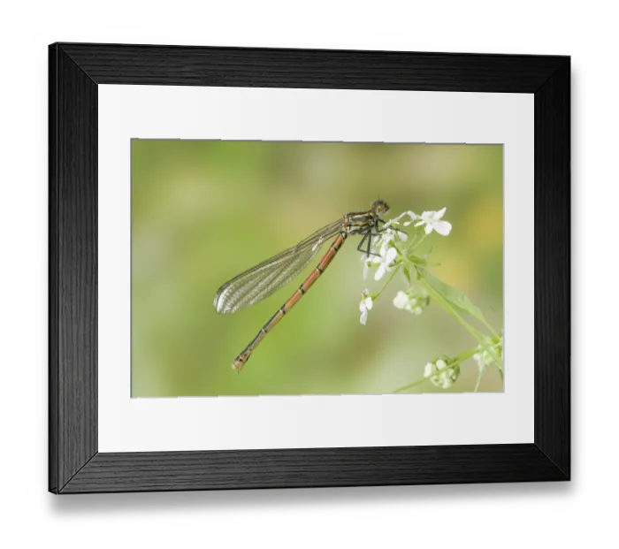 Framed Print : Large Red Damselfly (Pyrrhosoma nymphula) adult, resting on flowerhead, England, april Framed Print : Large Red Damselfly (Pyrrhosoma nymphula) adult, resting on flowerhead, England, april