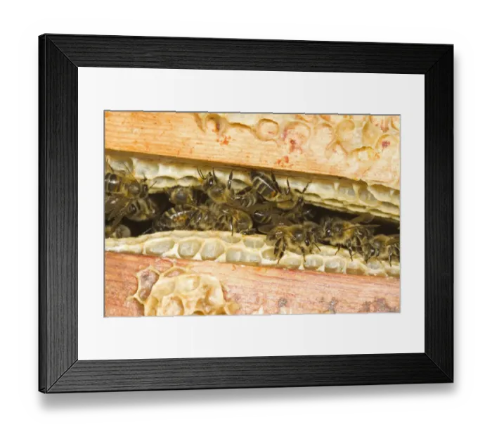 Framed Print : Western Honey Bee (Apis mellifera) female workers, on frames with combs inside hive, Norfolk, England, july Framed Print : Western Honey Bee (Apis mellifera) female workers, on frames with combs inside hive, Norfolk, England, july