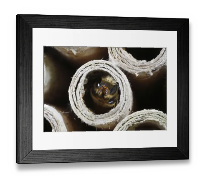 Framed Print : Mason Bee (Osmia leaiana) adult female, at entrance of cardboard tube nest, Powys, Wales, july
