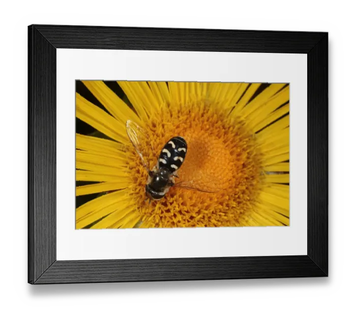 Framed Print : Hoverfly (Scaeva pyrastri) adult female, feeding on inula flower in garden, Powys, Wales, august