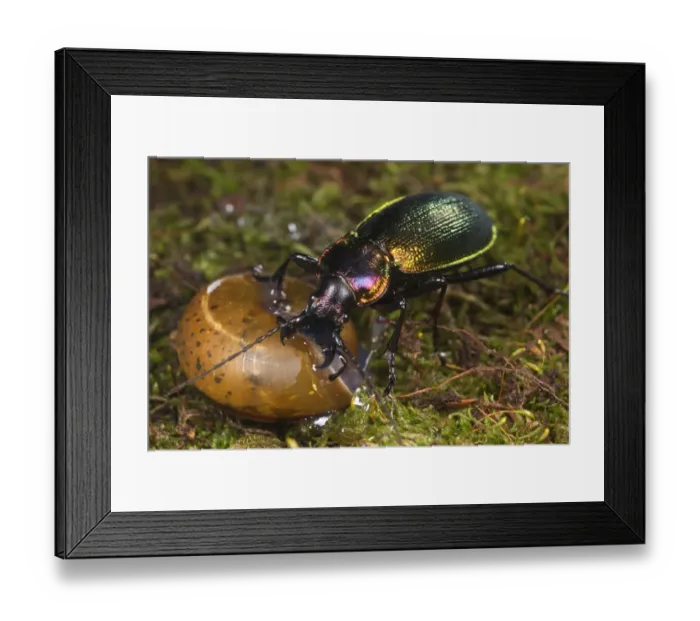 Framed Print : Olimpia's Ground Beetle (Carabus olympiae) adult, feeding on snail, Italy, august Framed Print : Olimpia's Ground Beetle (Carabus olympiae) adult, feeding on snail, Italy, august