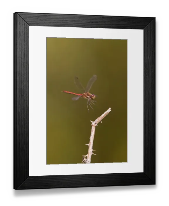 Framed Print : Common Darter (Sympetrum striolatum) adult male, in flight, landing on stem, Minsmere RSPB Reserve, Suffolk, England, september Framed Print : Common Darter (Sympetrum striolatum) adult male, in flight, landing on stem, Minsmere RSPB Reserve, Suffolk, England, september