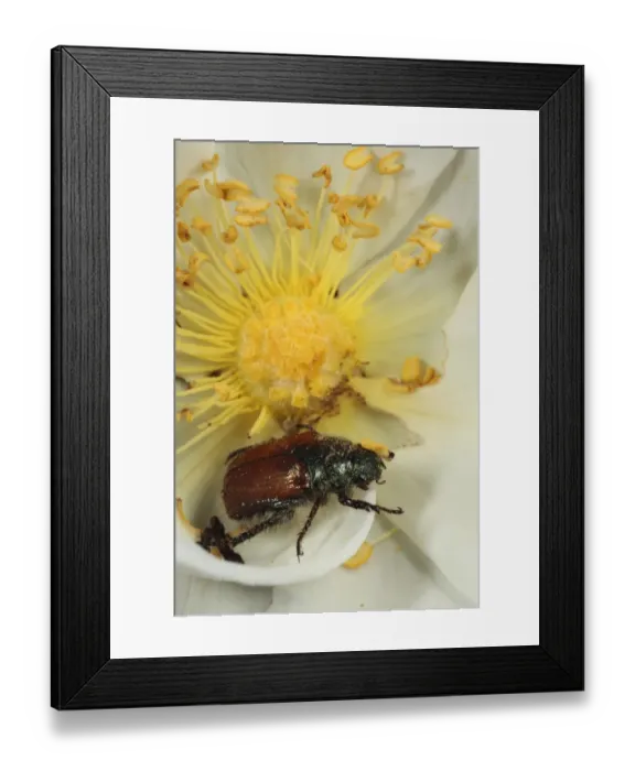Framed Print : Garden Chafer (Phyllopertha horticola) adult, feeding on Burnet Rose (Rosa pimpinellifolia) flower, Powys, Wales, june Framed Print : Garden Chafer (Phyllopertha horticola) adult, feeding on Burnet Rose (Rosa pimpinellifolia) flower, Powys, Wales, june